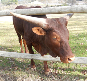 Stetson, Percentage Steer (Photo courtesy of Miss Hailey.)