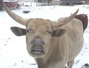 Cowboy Cream Soda, Percentage Bull (Photo courtesy Gloria Wheaton)