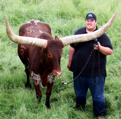 Tohonda (parade steer) With Mark Rovey