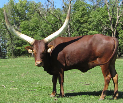 La Dorada Robin, FP Cow (Becky Lundgren)