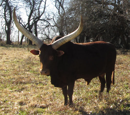 La Dorada Mica, FP Bull (Becky Lundgren)