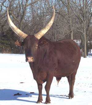 La Dorada Red Eagle, Foundation Pure Bull, isn't sure he likes winter. (Photo courtesy Becky Lundgren)