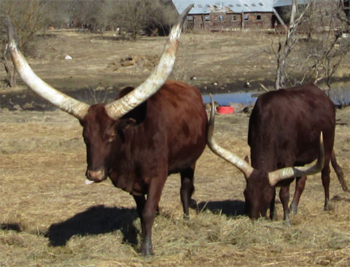 Foundation Pure Cows (Becky Lundgren)