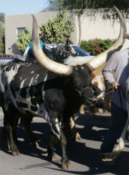 Another Rovey Steer On Parade