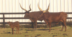 A kid can't get away with anything when two momma's are watching. (Photo courtesy Peter Strimenos)