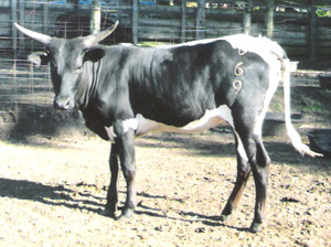 Glory Be Moon Shadow, 1/2 blood yearling heifer. (Photo couresy Gloria Wheaton.)