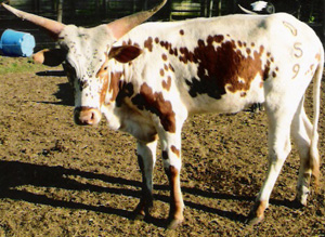 Glory Be Lacey Michelle, 3/4 blood yearling heifer (Photo courtesy Gloria Wheaton.)