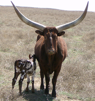 Prairie Fox (NP cow) And Newborn Calf (Photo courtesy Pat Goree)