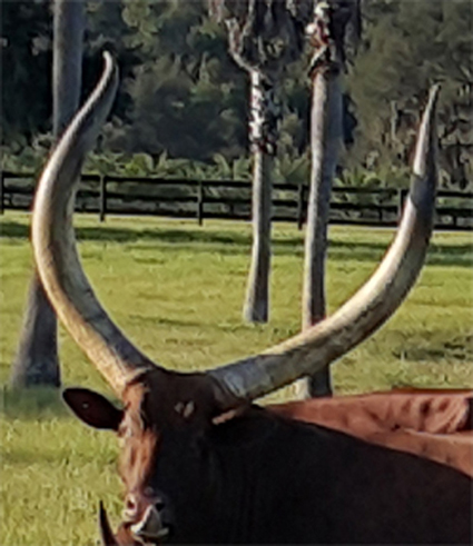 Florida grass is tasty! (Peter Strimenos)