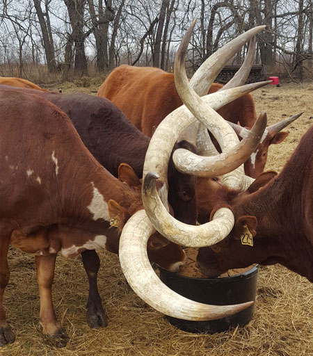 Did Someone Say Dessert??? (Image courtesy Meredith Lockard.)