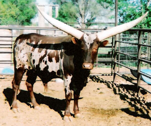 Don McConnell's Foundation Pure bull.