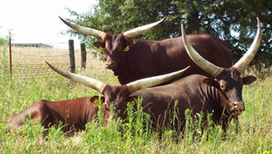 Ankole Watusi breed 