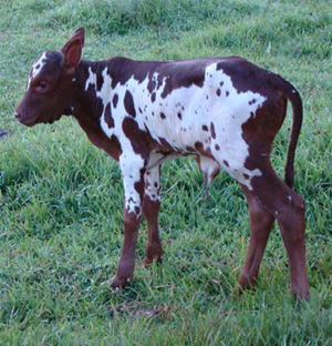 I'm just a brand new baby, but aren't I a cutie-pie? (Photo courtesy Michelle Stanley.)