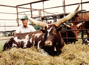 Jack Strait With Simba, Foundation Pure Bull, At The Tri-State Fair. Photo courtesy Pat Goree.