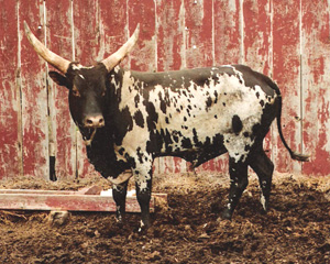 Jester, Foundation Pure Bull. Photo courtesy Pat Goree.