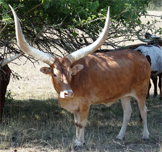 "Blondes have more fun." Native Pure Cow, Mary Beth Lundgren)