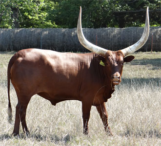 I'm ready for my closeup, Mr. DeMille." Native Pure Cow, Mary Beth Lundgren