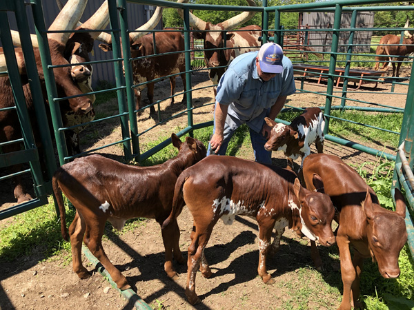 Playing with the calves. (Brian Sims)