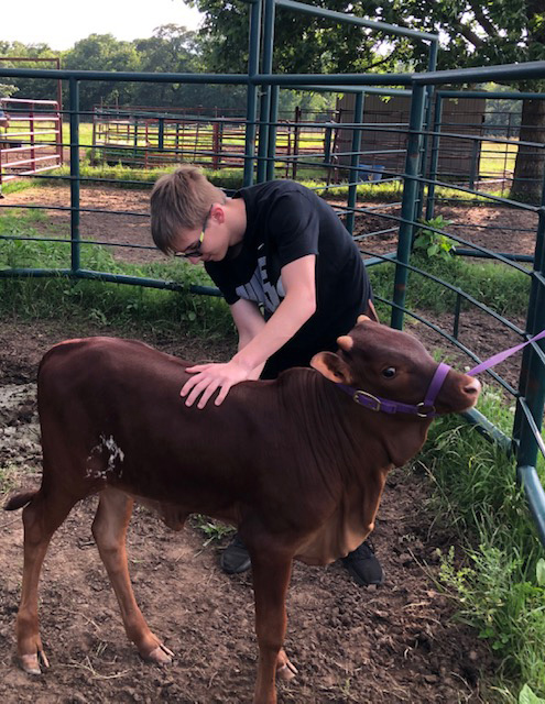 Corbin grooming a calf. (Sims family)