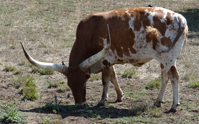 I'm very colorful. (Native Pure Cow owned by Mary Beth Lundgren; Photo courtesy Michelle Stanley.)