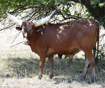 You can't see me, I'm camouflaged. (Native Pure Steer owned by Mary Beth Lundgren; Photo courtesy Michelle Stanley.)