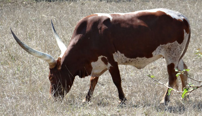 The end of autumn (Native Pure Cow owned by Mary Beth Lundgren; Photo courtesy Michelle Stanley.)