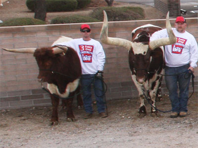 Some of the Rovey family's parade steers.
