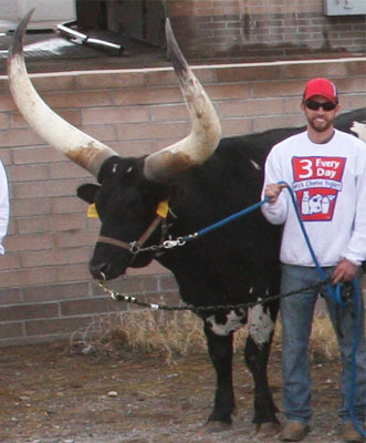 Another one of the Rovey family's parade steers.