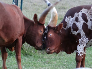 Seeing eye to eye. (The Stanleys)