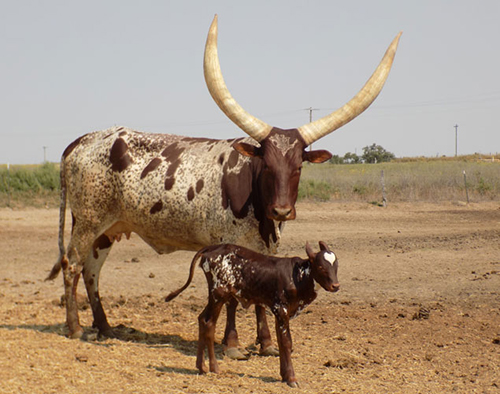 African Cora and her sweetheart baby girl. (The Gorees)