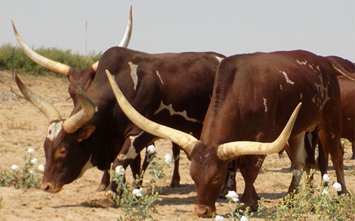 Foundation Pure Cows In Kansas (The Gorees)