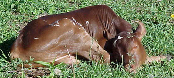 Sleepy little bow-tie baby.