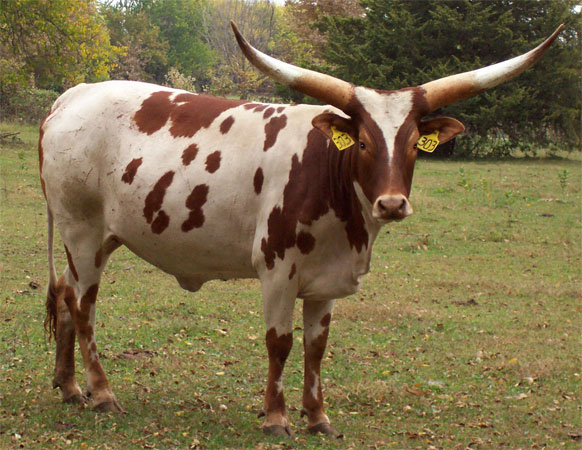 La Dorada Brigadoon, 3 Year Old FP Cow (Becky Lundgren)