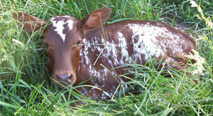 "You can't see me. I'm hidden." Lundgren's Heyday, FP Heifer.