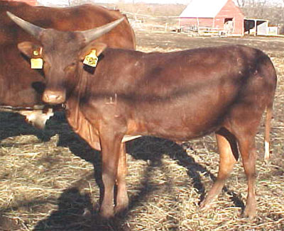 Yearling Female (Photo courtesy Beth Lundgren)