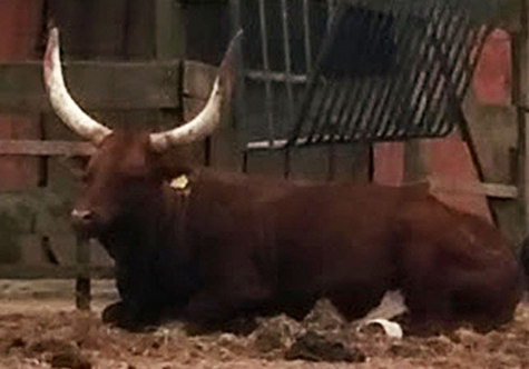 Ankole-Watusi at the Pairi Daiza Zoo, Belgium (Photo by Tom Donnelly)