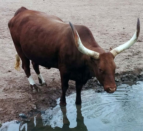 Ankole-Watusi at the Pairi Daiza Zoo, Belgium (Photo by Tom Donnelly)