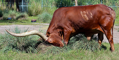 It's the perfect scratching spot. (Disney's Animal Kingdom)