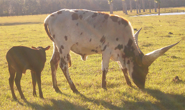 Sunshine makes the Florida grass grow fast.