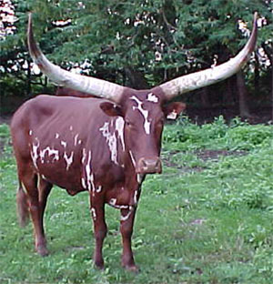 La Dorada Gale, Foundation Pure cow, owned by Becky Lundgren.