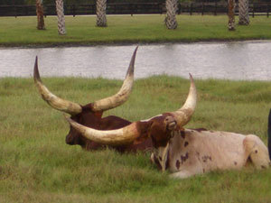 Peter Strimenos' cows lazing in the Florida sun.